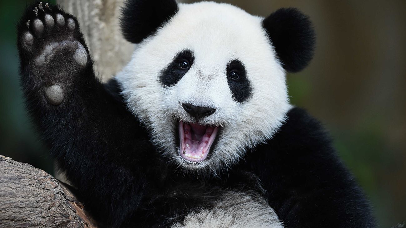 VIDEO | Oficial: Urșii panda nu mai sunt pe cale de dispariție