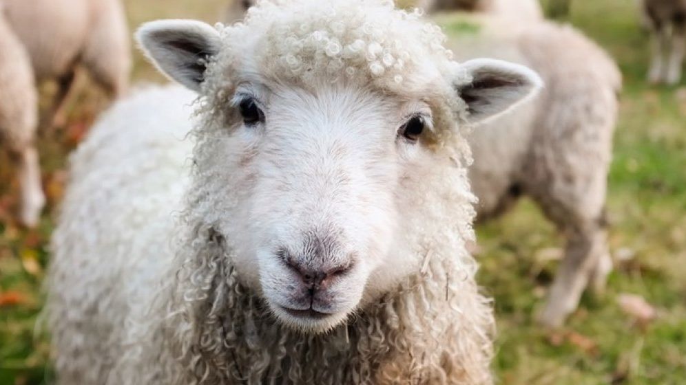 Cat costa cumparaturile de Paste: la ce preturi gasim carnea de miel, ouale sau cozonacul