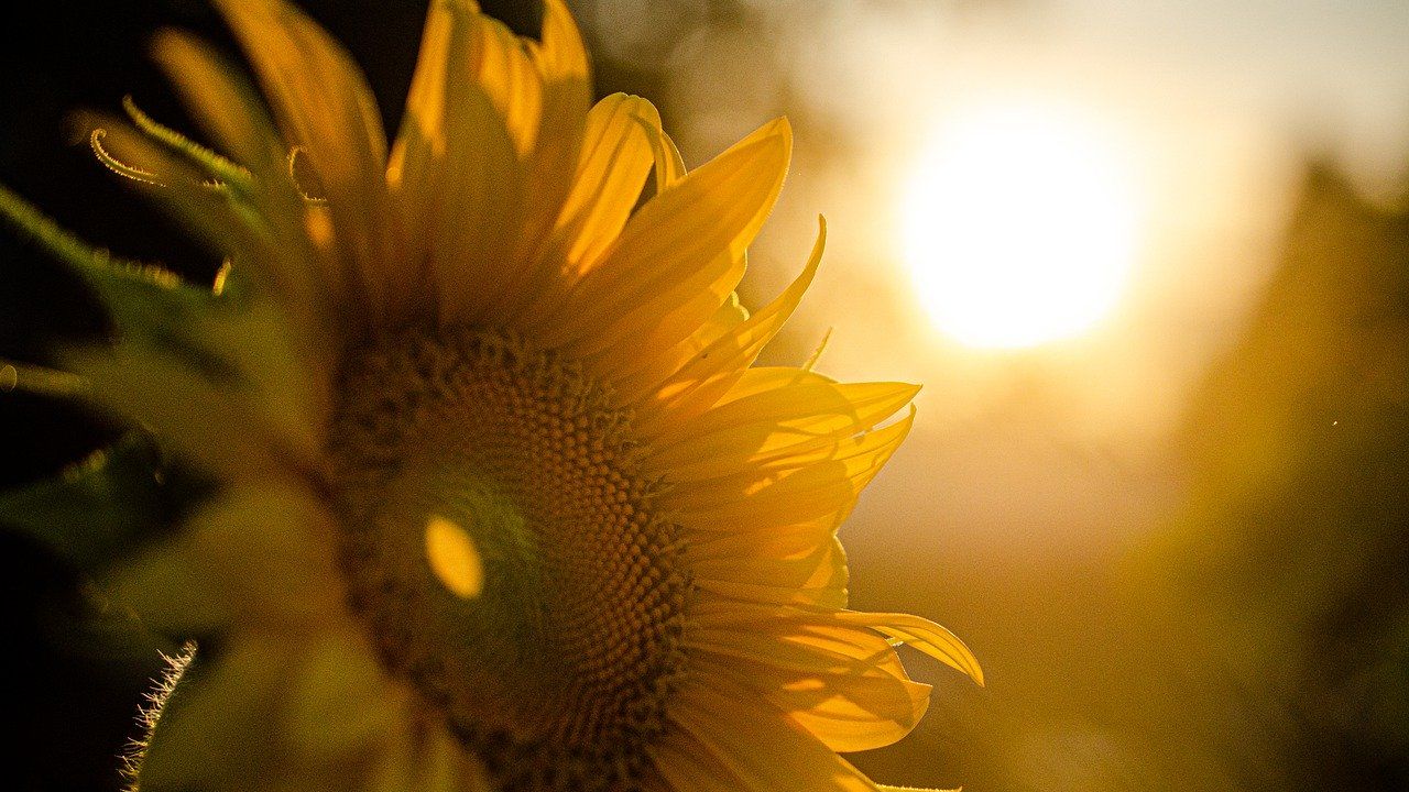 STUDIU Verile vor deveni mult prea calde pentru oameni