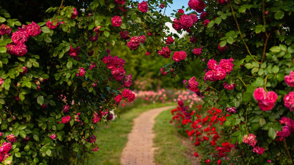 Străzi deschise, jucării și un festival în Grădina Botanică. TOP lucruri de făcut în acest weekend