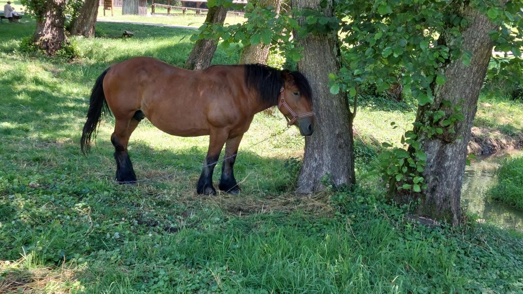 GALERIE FOTO | Cum arată cel mai spectaculos muzeu în aer liber al României - Imagine 143