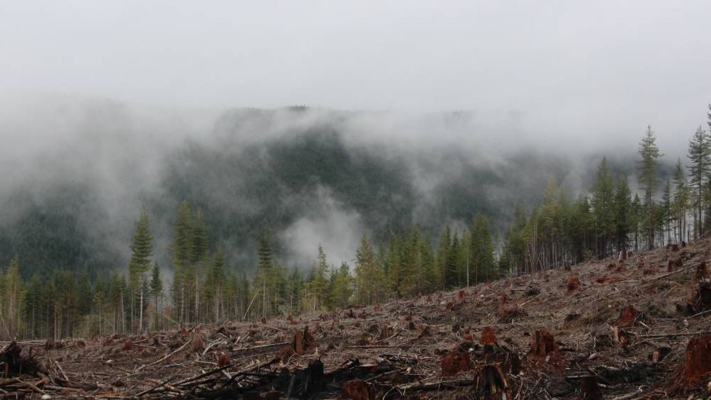 Romsilva: Pagube de 7,3 milioane lei din cauza tăierilor ilegale de pădure