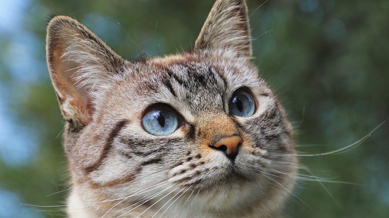 Pisica erou: felina a alertat vecinii că stăpânul său nu se simte bine