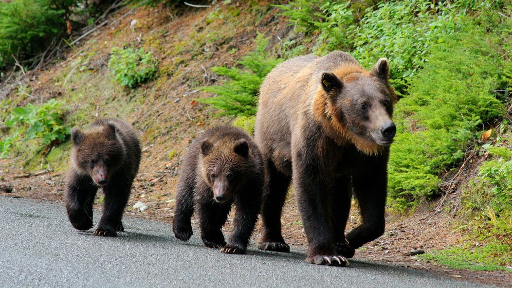 Ministrul Mediului anunță amenzi mai mari pentru cei care hrănesc urșii pe marginea drumurilor
