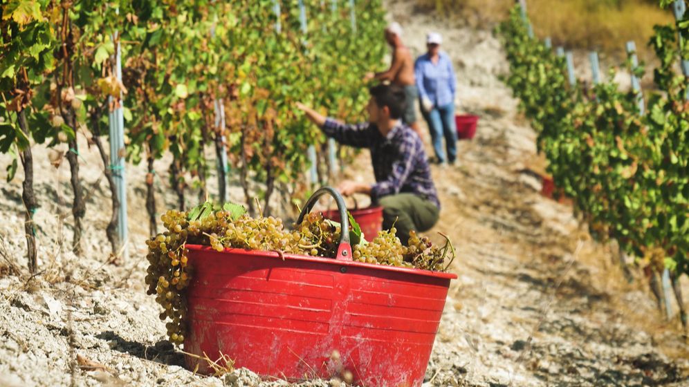 Muncitorii sezonieri români, indispensabili în Italia. Fermierii: Plătim noi testele