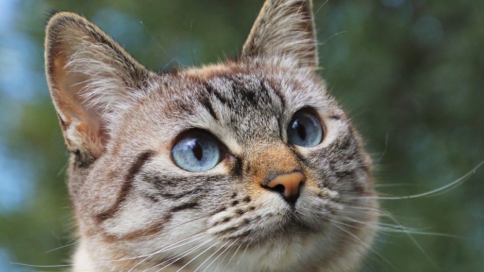Parlamentul le pune gând rău felinelor din fața blocului: Un proiect de lege prevede ca pisicile considerate fără stăpân ar putea fi capturate, duse în adăposturi şi, după caz, eutanasiate