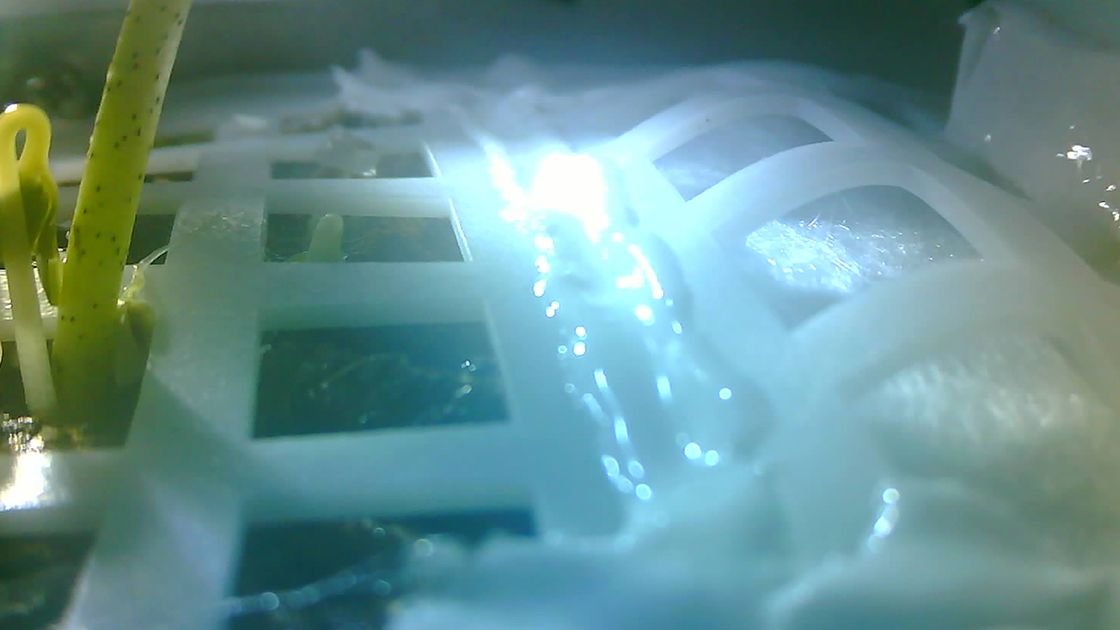 Chinezii vor planta pe Pământ 12.000 de semințe care au crescut în spațiu. Ar fi putut suferi mutații genetice