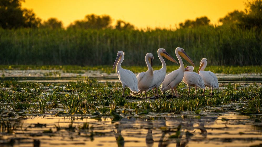 Schimbările climatice afectează turismul: trasee din Delta Dunării, impracticabile