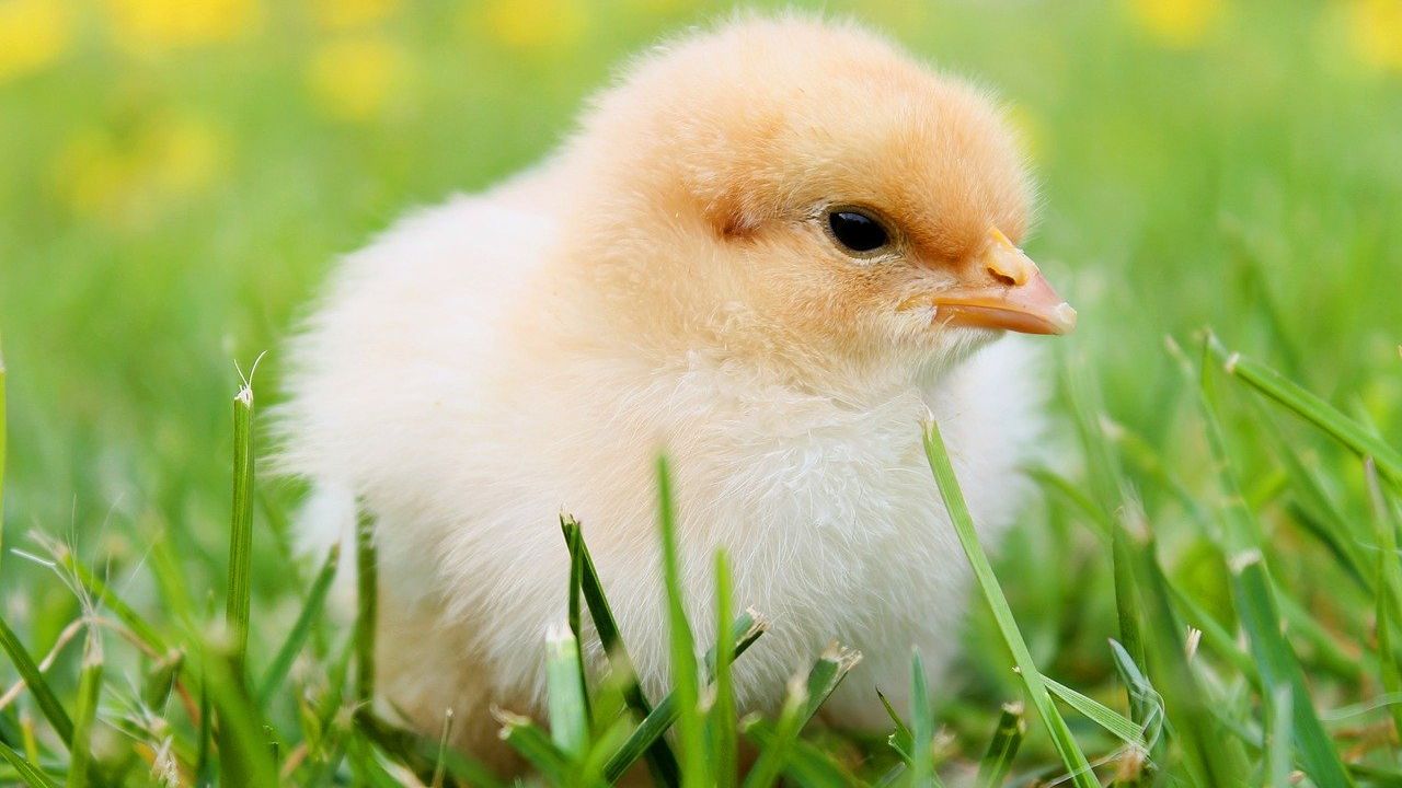 Rusia a raportat primele cazuri de infectare umană cu varianta AH5N8 a gripei aviare