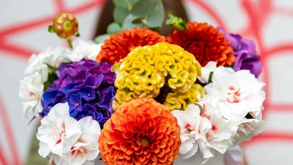 Magnolia a încheiat 2020 cu o cifră de afaceri de 8 mil. euro