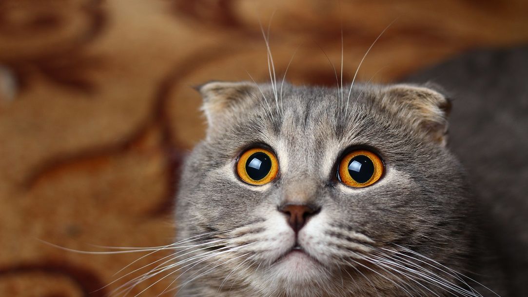 Pisicile românilor conduc și în topul comenzilor online de mâncare pentru animale: Cifre eMAG la un an de la lansarea PetShop