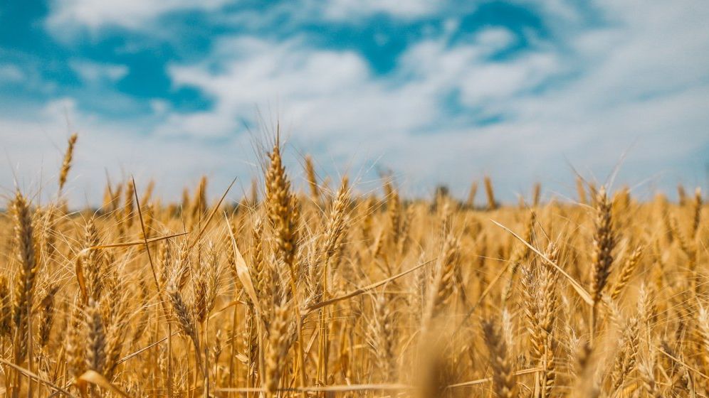 Continuă problemele pentru agricultură: secetă și prețuri mici la materia primă. Situația se reflectă direct în veniturile Agroland