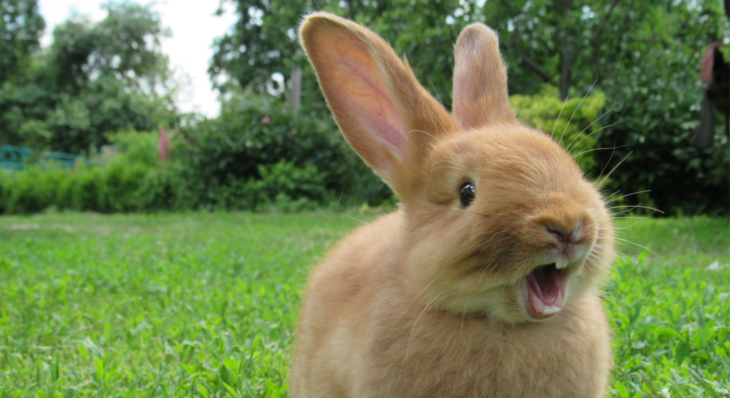 Watership Down