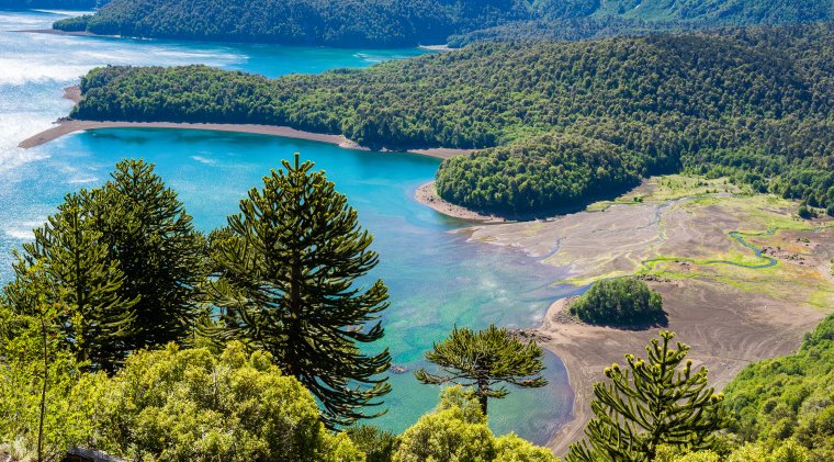 Mapuche