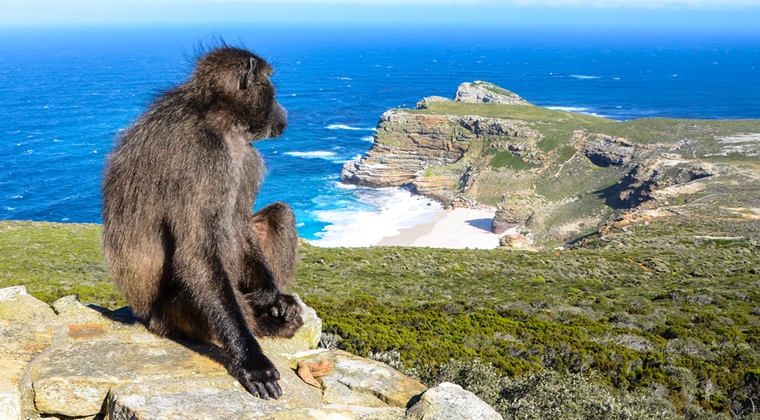 Cape Point, Africa de Sud
