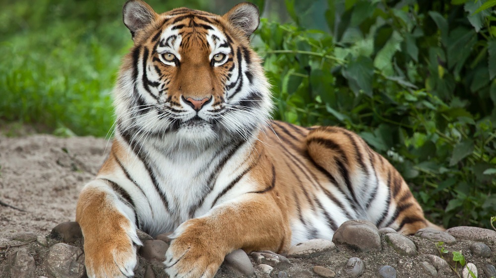 Economie: "Tigrul Europei", impins de la spate de consum si masuri fiscale