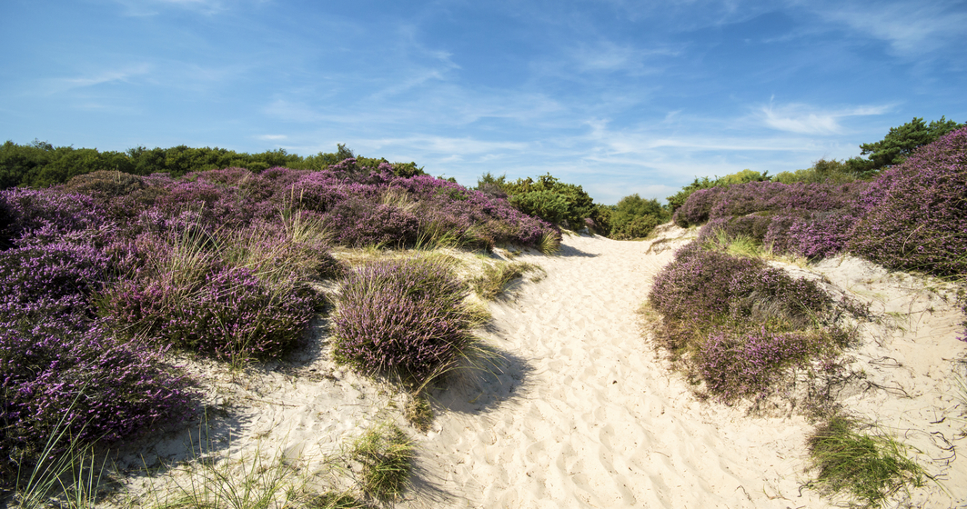 Plaja Knoll - Marea Britanie