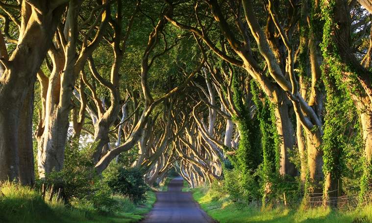Locuri de vizitat: Dark Hedges