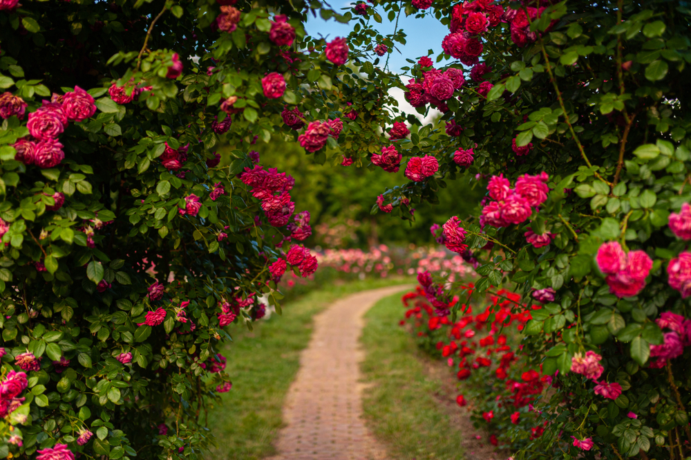 Festival Strada Armenească
