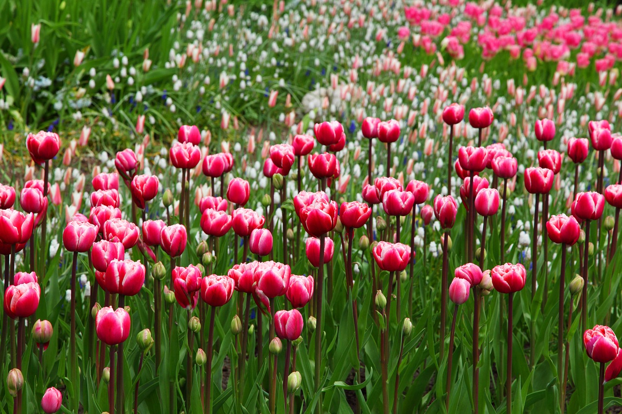 Olanda
