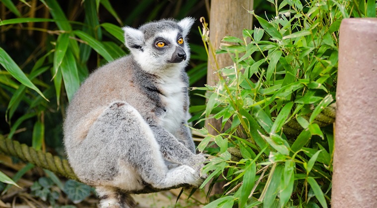2. Madagascar