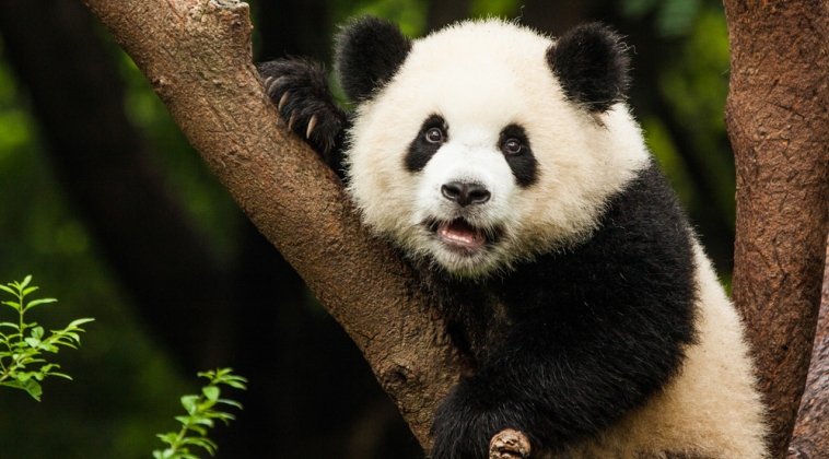 Bona pentru ursi Panda