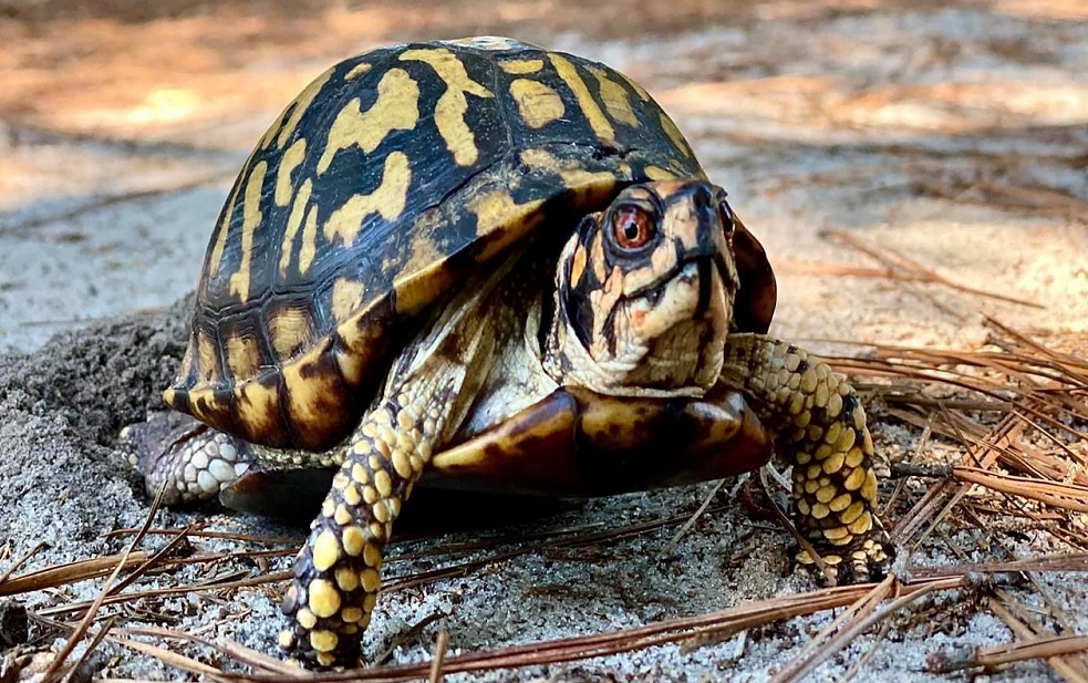 #2. "O scurtă eternitate. Filosofia longevității", de Pascal Bruckner