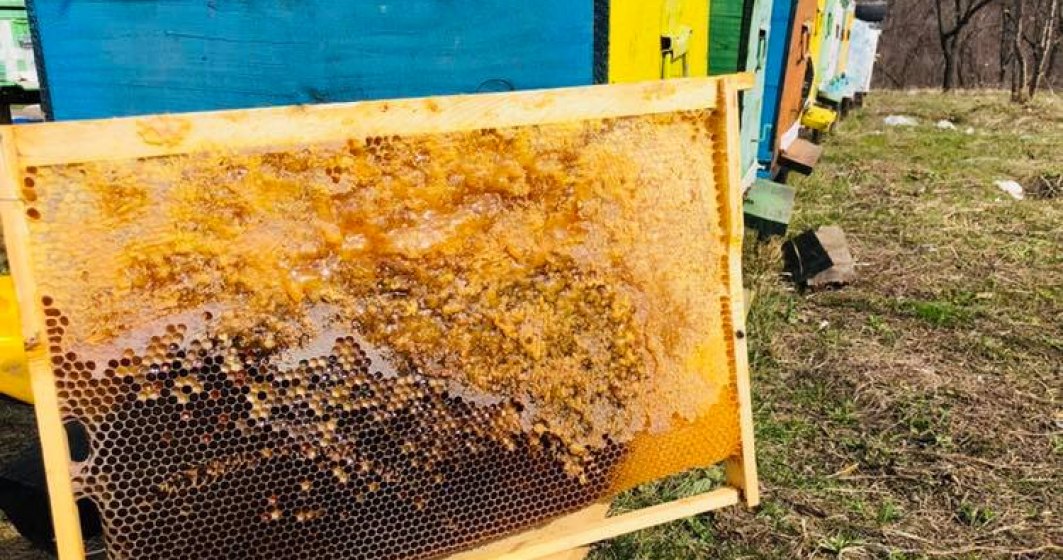 Bee Farming, afacerea cu albine care vinde in online