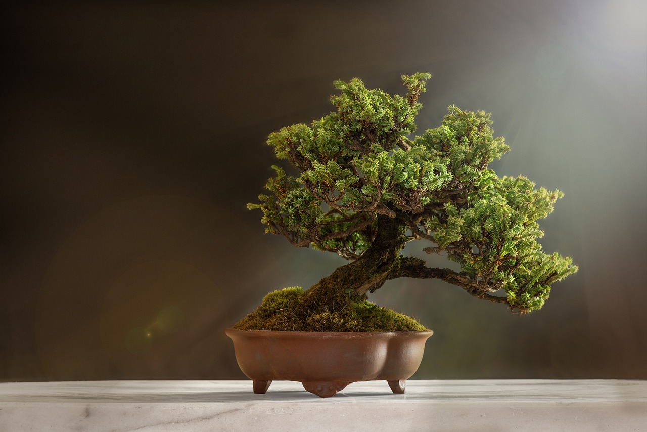 Bucharest Bonsai Show