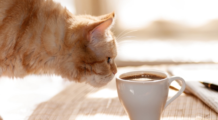 Patron de cafenea pentru iubitorii de pisici