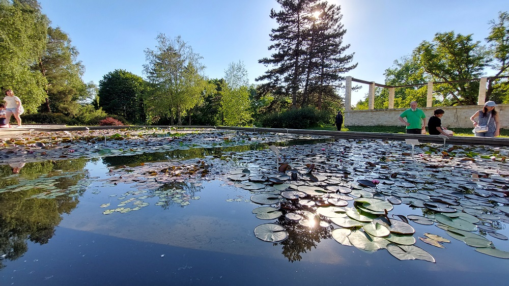 Grădina Botanică (lacul cu nuferi)