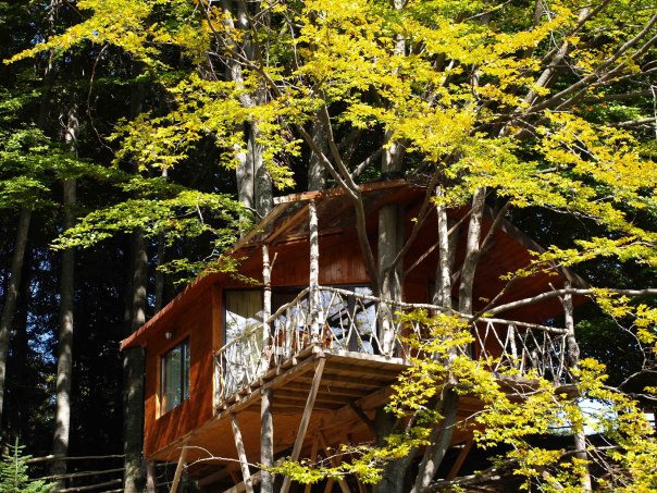 Harmonie - căsuța în copac