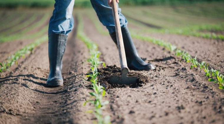 Agricultura, vanatoare, silvicultura si pescuit
